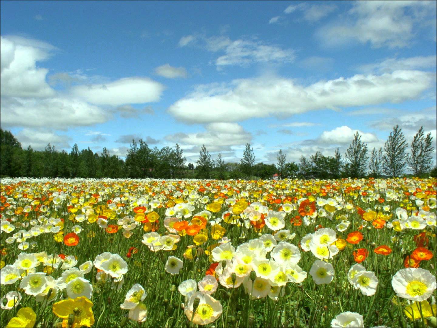 Конец весны начало лета. Цветущее поле. Цветущий луг. Солнечная Поляна с цветами. Цветущие поля России.