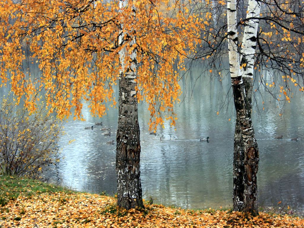 Октябрь первый холодный месяц осени впр. Октябрь природа. Осень октябрь. Золотая осень березы. Природа в конце октября.
